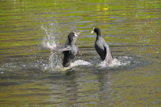 coot, coots, coots fighting,-8.jpg - COOTS  - REGENTS PARK - APRIL 2010